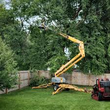 Professional Tree Removal and Landscaping Services in Oildale, CA